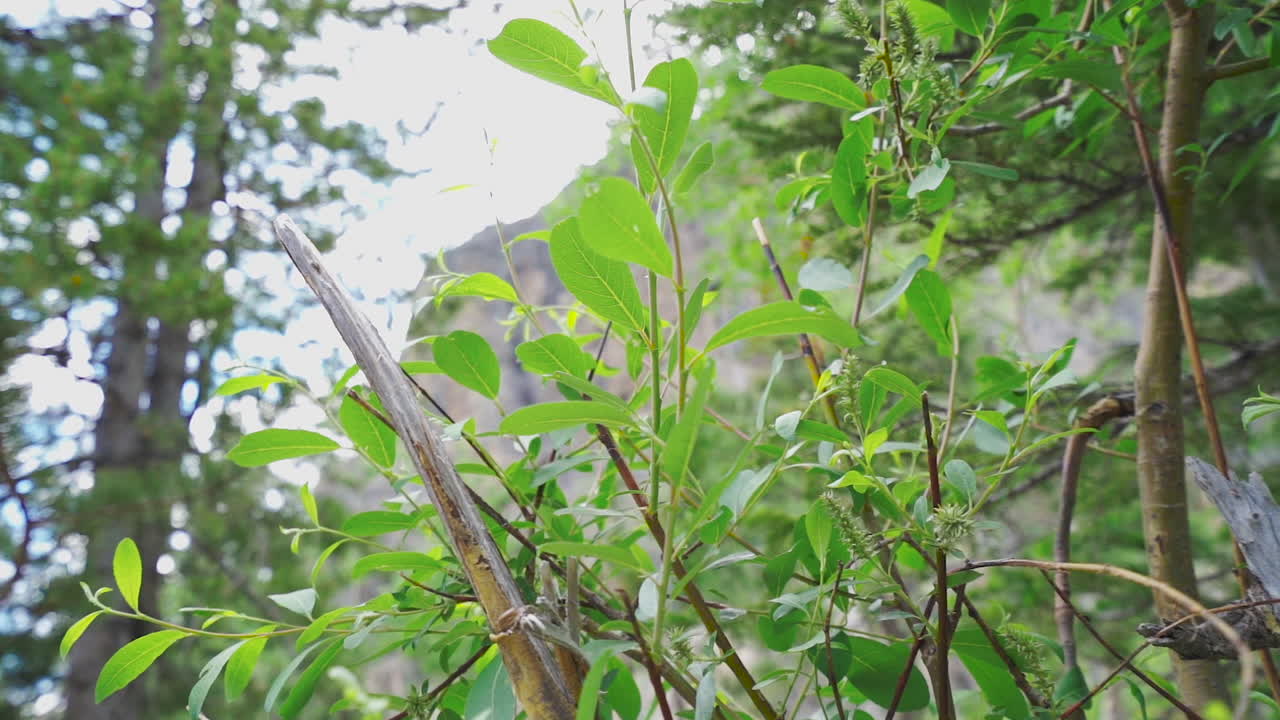 식물을 통해 슬로우 모션 바람