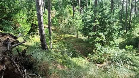 newborough forest dense woodland foliage on the idyllic lush welsh coast of anglesey