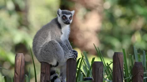 lemur perched on a wooden fence post