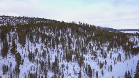 drone shot taking off and flying over an arctic forest close to the north pole. the landscape is made of soft hills covered by a green forest covered in snow.