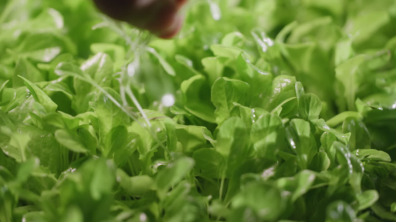 Close-up of a hand examining lettuce seedlings in a hydroponic system