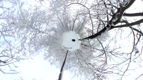 man walking through beautiful winter forest, 360 degree, vr, little planet effect