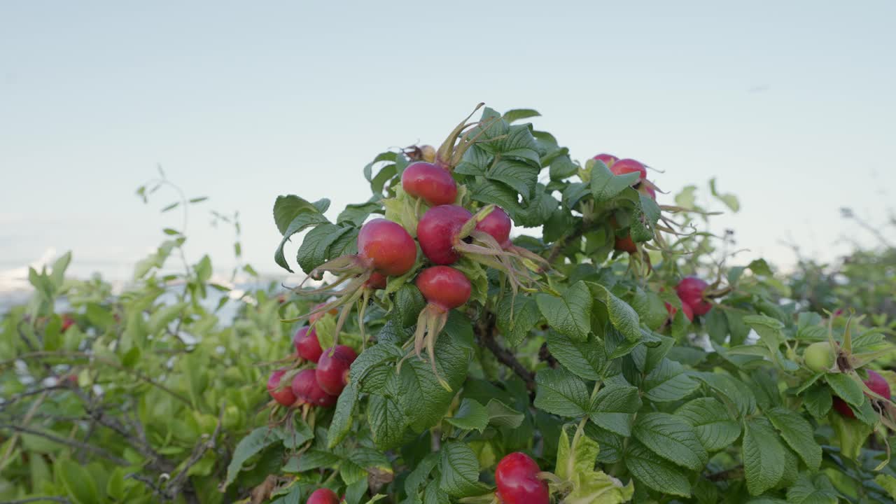 Red fruit tree right by the ocean close up