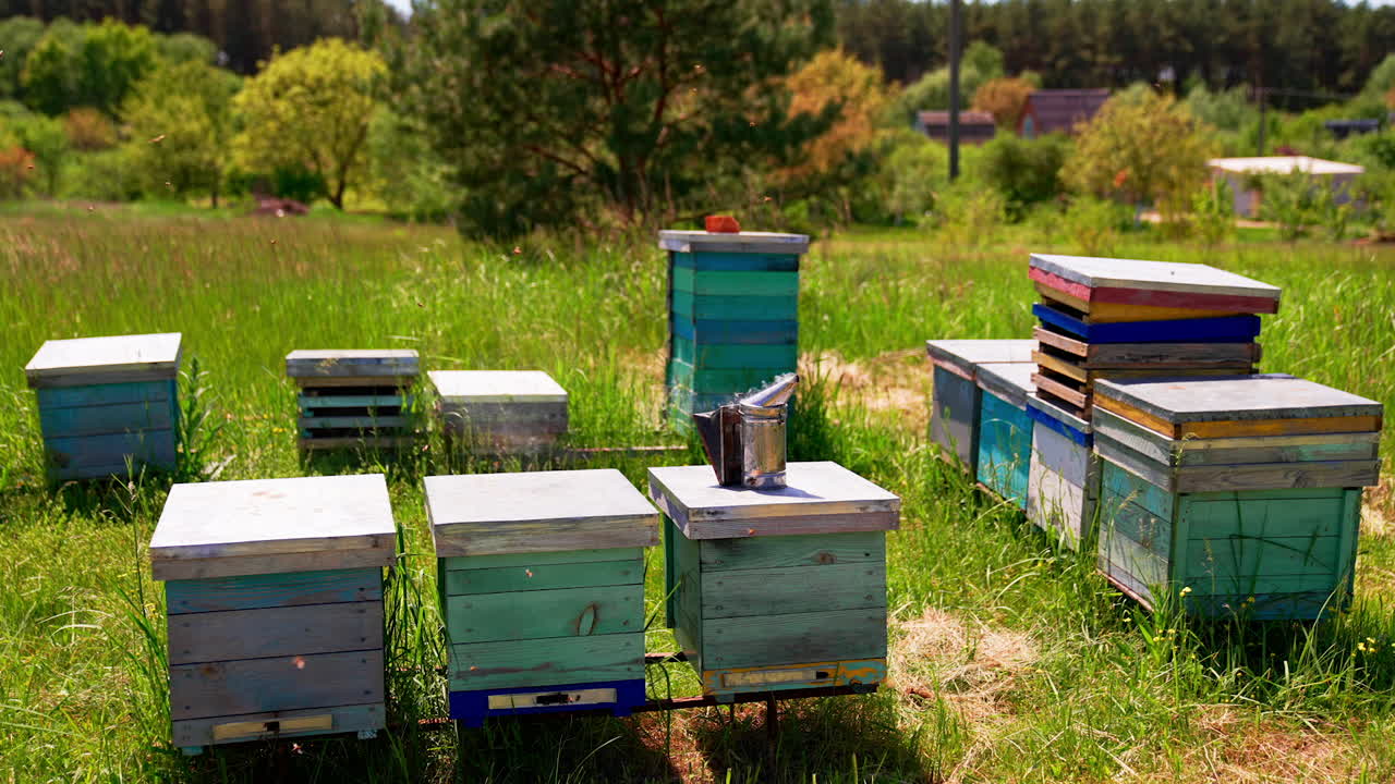 Little apiary consisting of few bee hives situated in the nature. Smoke comes from a smoker left on the hive lid. Lots of bees swarming around.