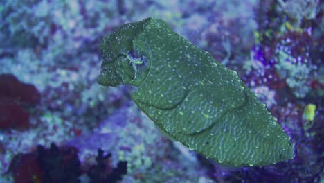 a yellow cuttlefish changing the colors of its skin when the camera come closer