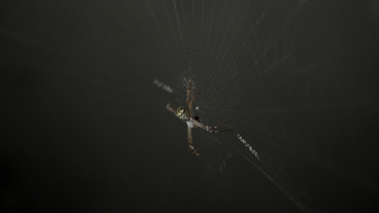 a scary looking garden spider waiting to feed