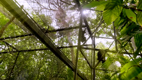 spider monkeys in a cage in the middle of the jungle in south mexico