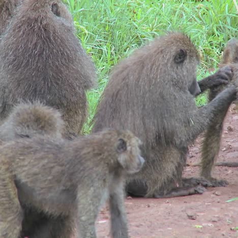 Pan-across-large-family-of-baboons-sitting-on-ground-picking-fleas-and-ticks-off-each-other-in-grooming-ritual