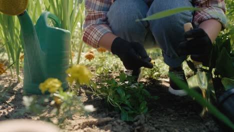 gardener planting and watering the plant in ground in the flowerbed