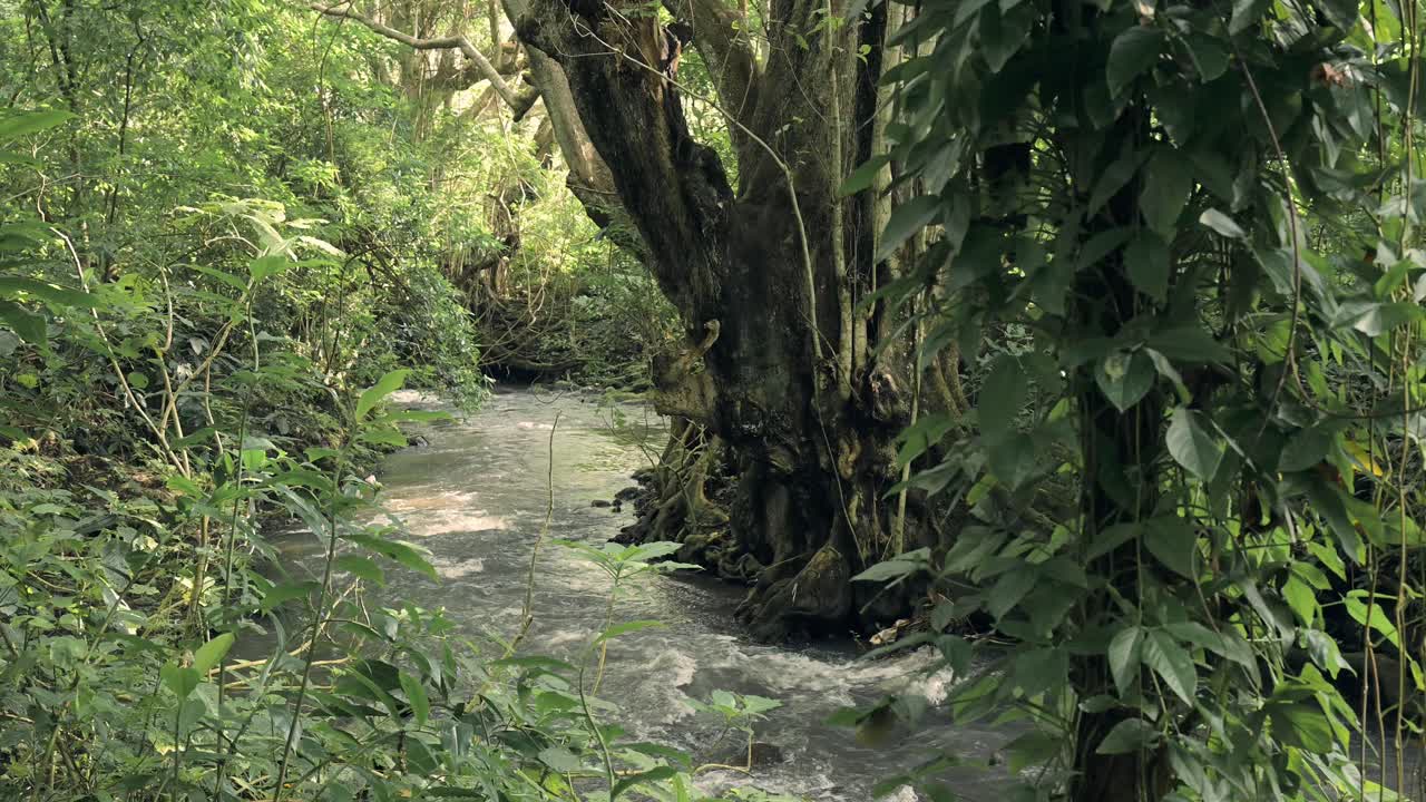 아프리카의 열대 우림 풍경에서 흐르는 강, 탄자니아의 킬리만자로 국립 공원의 울창한 초록색 풍경, 아프리카의 물과 푸른 나무와 자연의 풍경