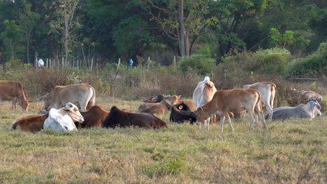 Una-Vista-De-Un-Pequeño-Rebaño-De-Vacas-Pastando-En-El-Pasto-Mientras-Se-Pone-El-Sol