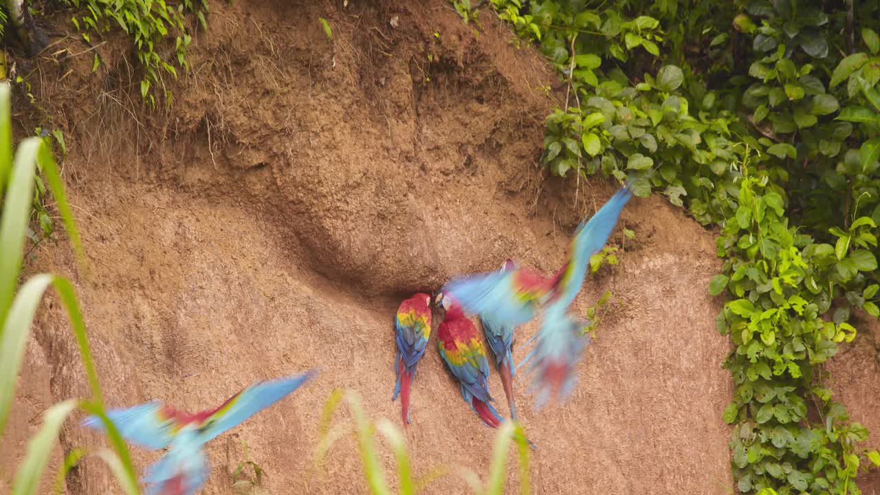 las araas escarlata aterrizan en la arcilla de chuncho en una mañana soleada en la orilla del río