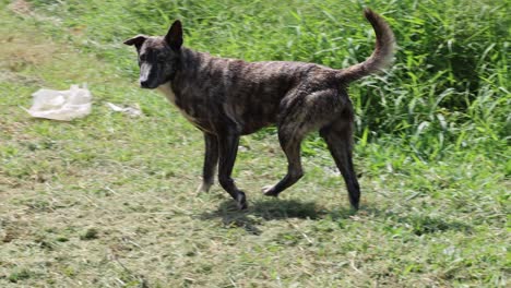 dog exploring and sniffing around outdoors.