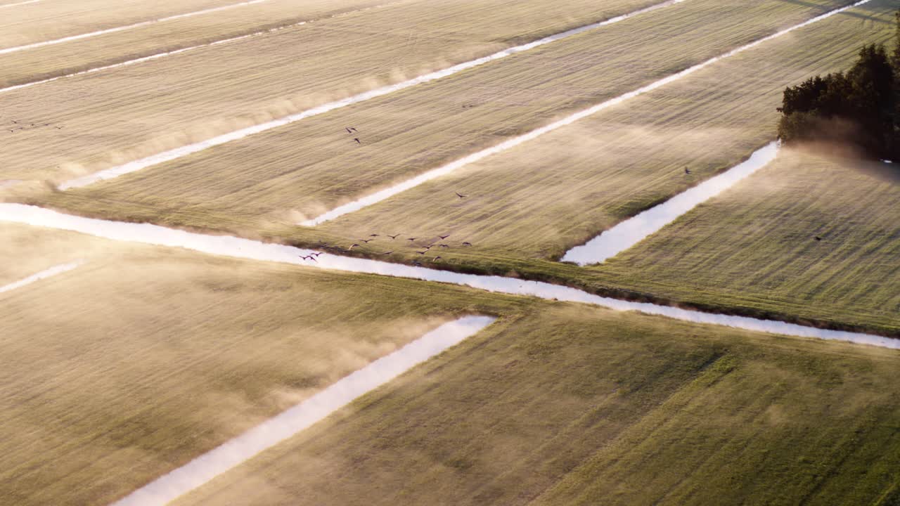 sobrevuelo aéreo de campos agrícolas brumosos cruzados con muchos pequeños canales iluminados por el sol de la mañana mientras bandadas de pájaros sobrevuelan