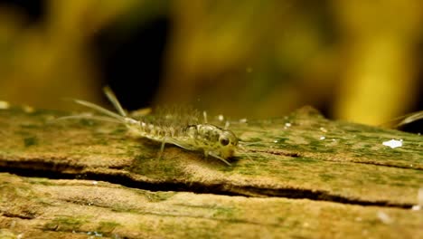 la ninfa de la mosca de mayo se alimenta de un tronco en un humedal, vista de cerca