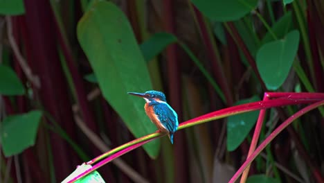Common Kingfisher Bird Resting On The Plant Stem In The Wilderness. - static shot