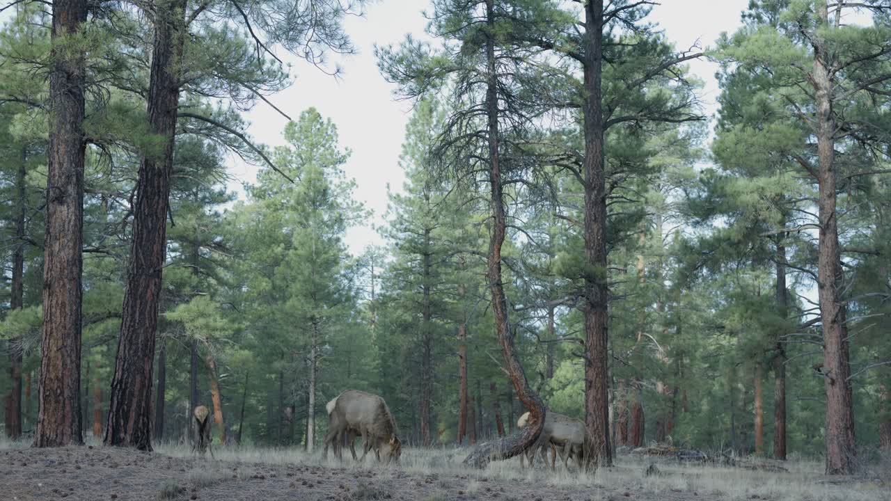 Wildlife footage shows multiple elk grazing and eating in a forest at Grand Canyon National Park. The animals are calm among tall pine trees and natural scenery