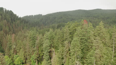 low aerial shot over pine tree forest
