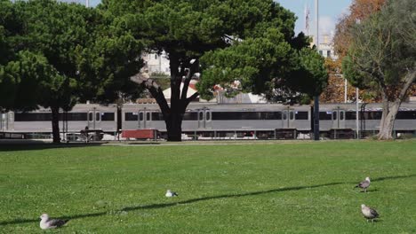 Cámara-Lenta:-Parque-Con-Pájaros-Y-Tren-Pasando-Al-Fondo