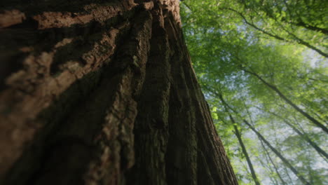 Majestic-oak-tree's-bark-in-the-lush-green-forest,-basking-in-the-warm-sunlight-of-a-peaceful-spring-morning-with-green-branches