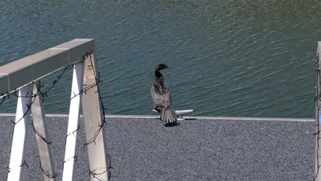 a bird explores a sunny dock beside water