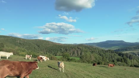 una toma de seguimiento cinematográfica captura a las vacas pastando en una colina verde vibrante con montañas onduladas, nubes esponjosas y un cielo azul claro en un día de verano.