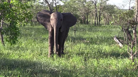 young elephant relaxes and smells the air around bushes and green grass in greater kruger national park in south africa