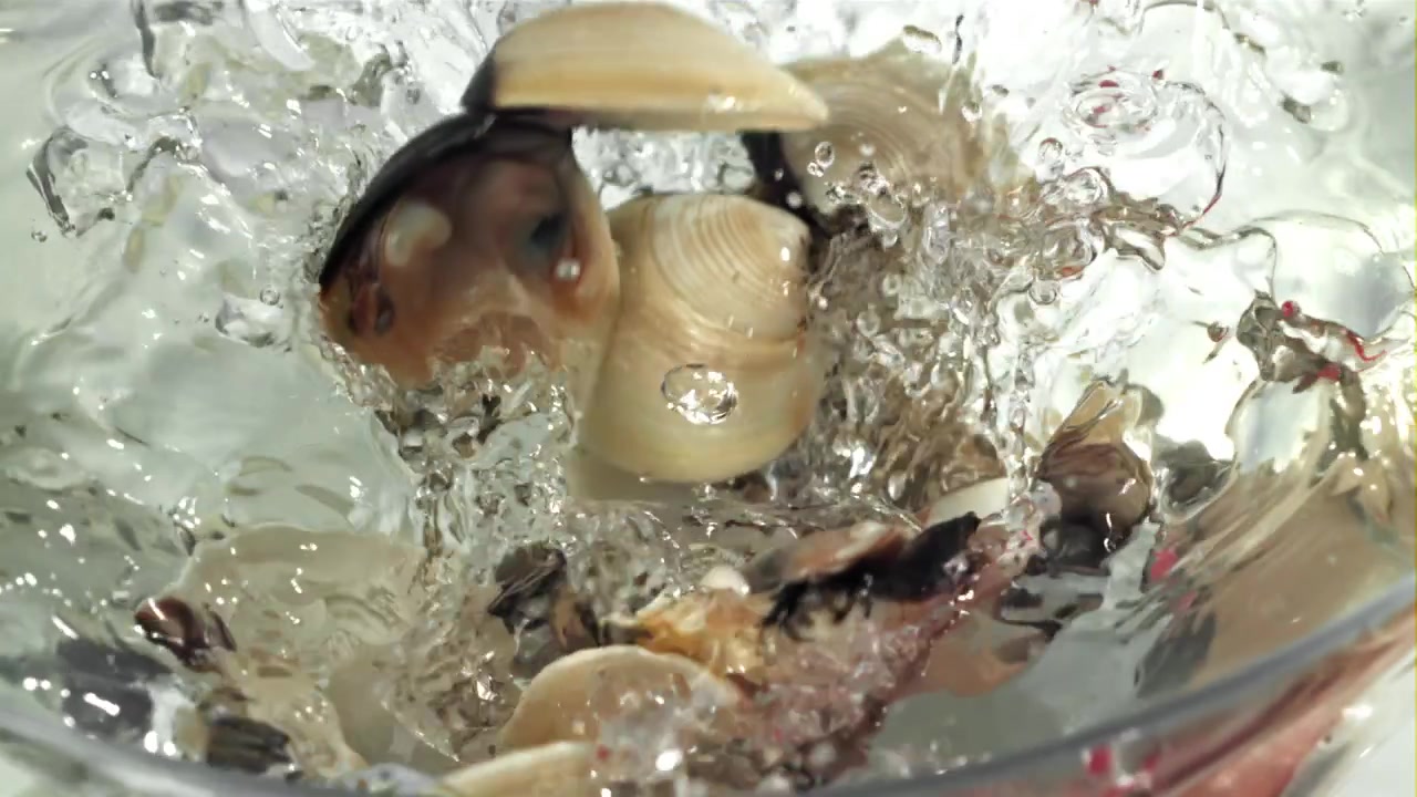Slow Motion of Fresh Clams Dropping into Clear Water with Splashes