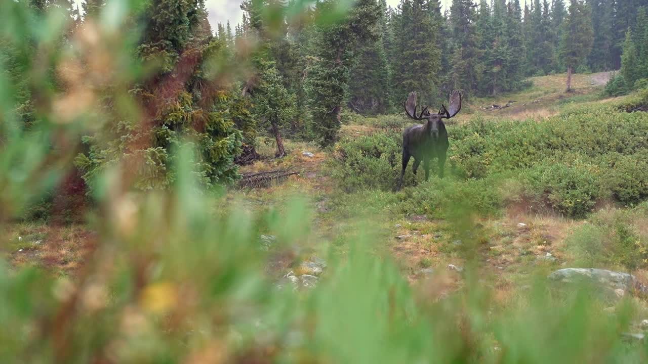 Large Brown Moose Staring At Camera In Colorado Rocky Mountain In The Rain