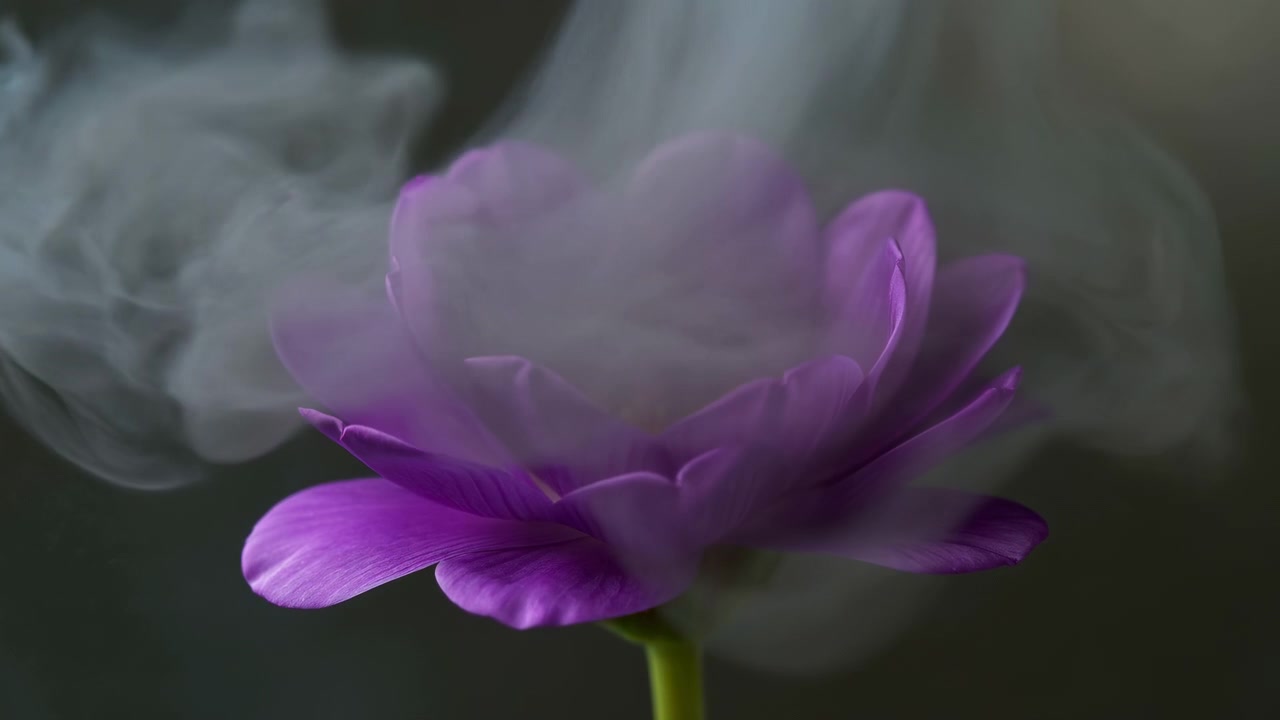 Vista macro di un solitario fiore viola centrato nella parte inferiore-centrale dell'inquadratura, che mostra petali stratificati, stami gialli e uno stelo verde. Morbida retroilluminazione.