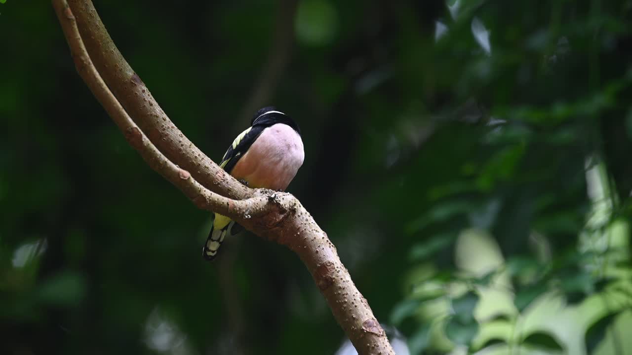 pico ancho negro y amarillo, eurylaimus ochromalus, parque nacional kaeng krachan