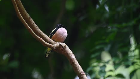 Schwarz-gelber-Breitschnabel,-Eurylaimus-Ochromalus,-Kaeng-krachan-nationalpark