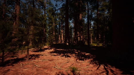 Blick-Auf-Den-Sonnenuntergang-Im-Wald-Im-Sequoia-Nationalpark