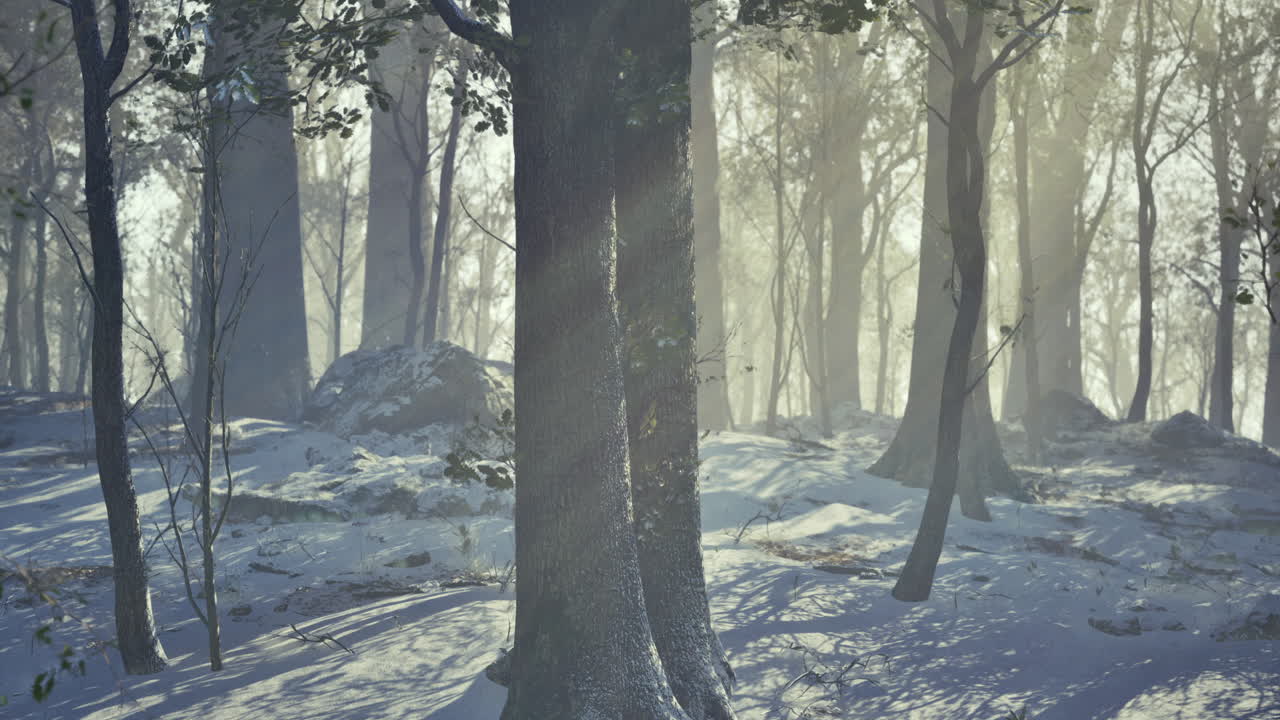 Light filtering through snow covered trees in a tranquil winter forest