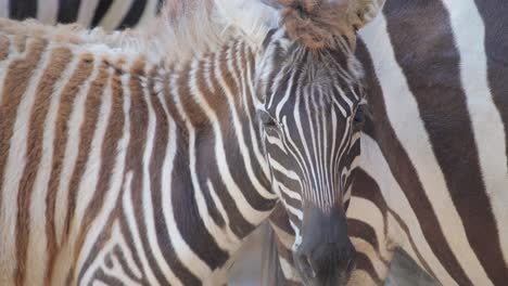 Herd of Zebras in their Natural Habitat in the Savannas in Uganda Africa Herd of Zebras in their Natural Habitat in the Savannas in Uganda Africa