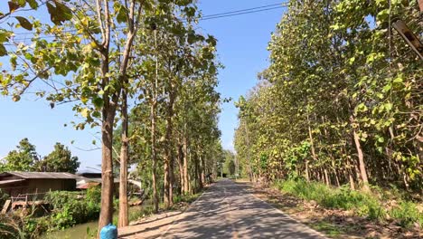 traveling down a scenic road surrounded by trees