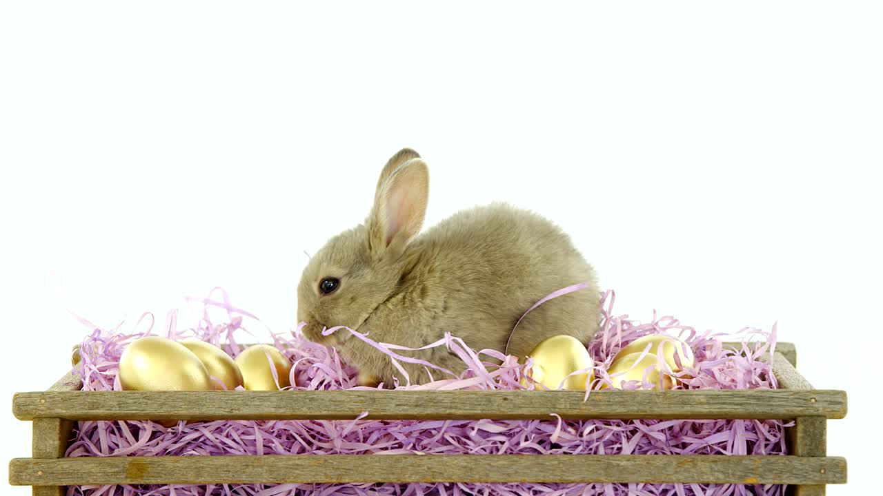 Golden Easter eggs with Easter bunny in crate