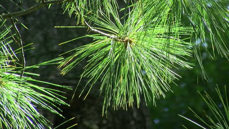 Close-up-of-pine-needles-shining-in-sunlight