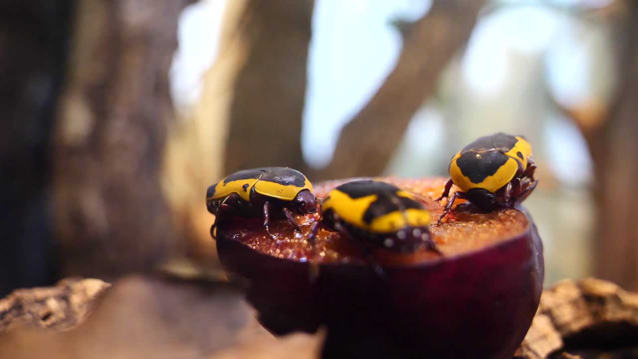 아프리카 풍뎅이 딱정벌레가 앉아서 자연에서 자두 열매를 먹는 클로즈업 샷
