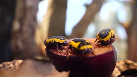 Close-up-shot-of-African-Scarab-Beetles-sitting-and-eating-plum-fruit-in-nature