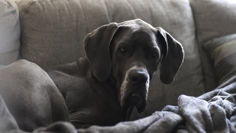 Weibliche-Blaue-Deutsche-Dogge-Schläft-Auf-Der-Couch