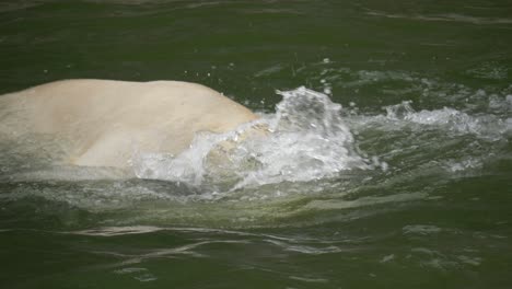 Zwei-Eisbären,-Die-Im-Seichten-Wasser-Des-Arktischen-Ozeans-Spielen