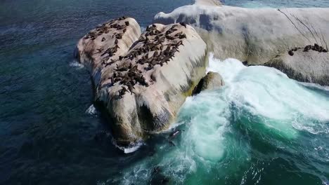 Grupo-De-Leones-Marinos-Sobre-Rocas-Entre-El-Mar