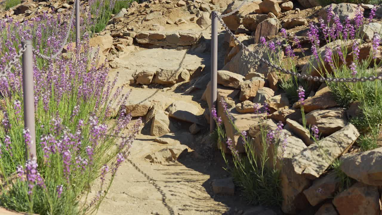 escaleras de piedra en el desierto, que conducen cuesta arriba, rodeadas de flores de pared en flor