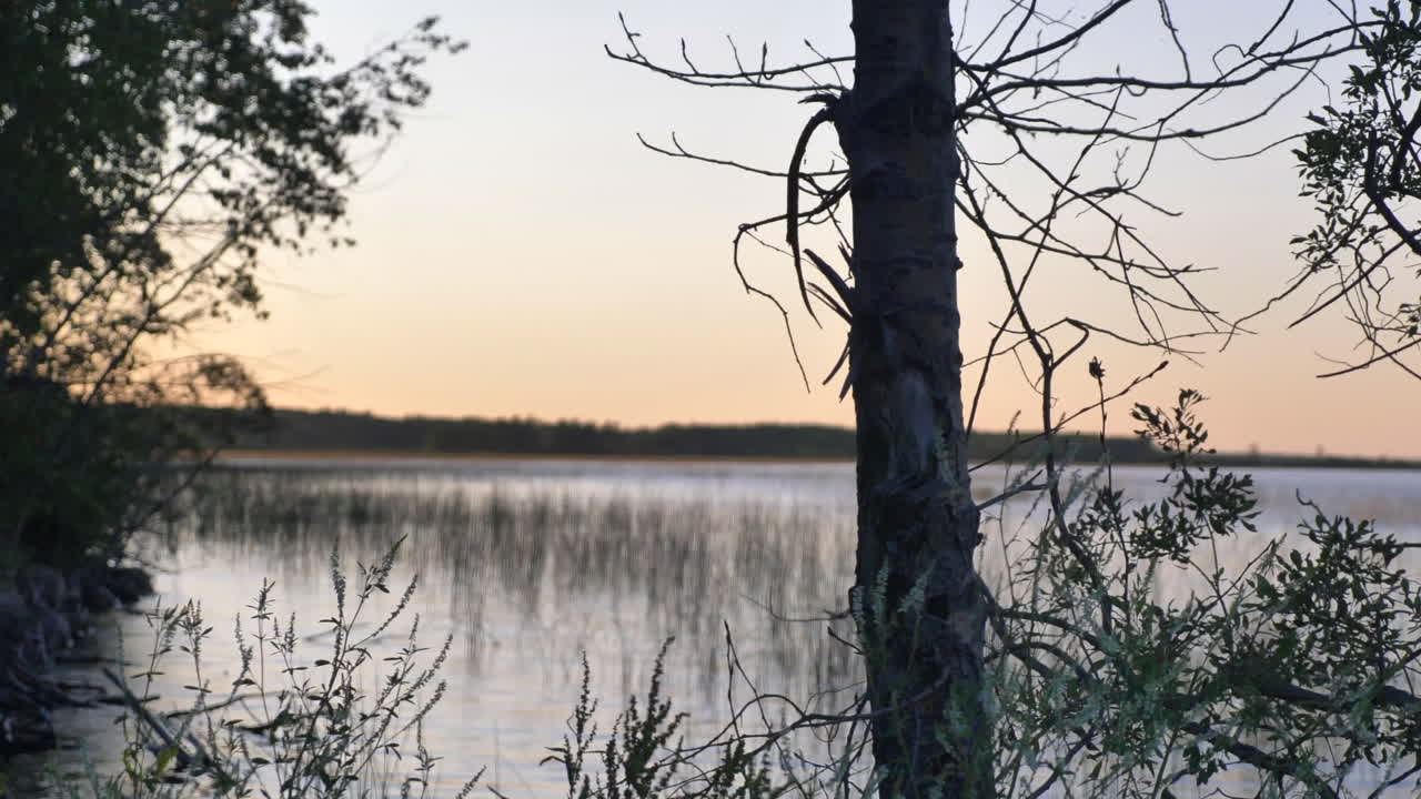 una cacerola lenta de los árboles del bosque al lago al atardecer