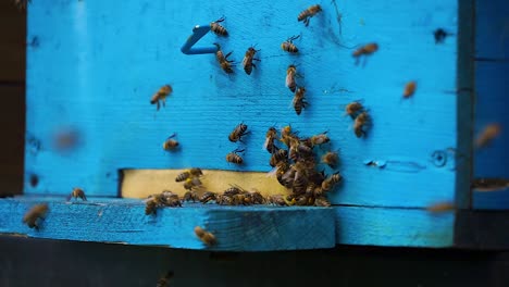 Bee flying towards beehive carrying goodies