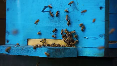 bee flying towards beehive carrying goodies