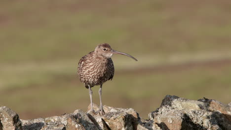 eurasian curlew perched on a dry stone wall in the north pennines uk