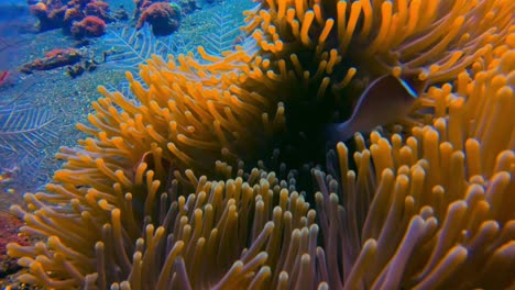 close up of couple of pink skunk clownfish hiding inside orange anemone