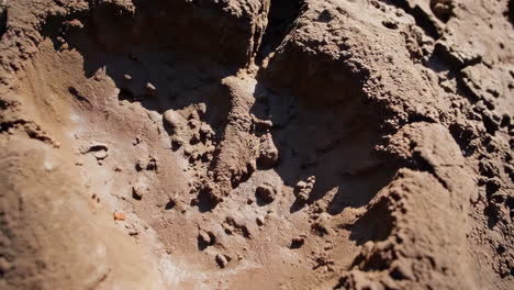 animal footprints in the dirt